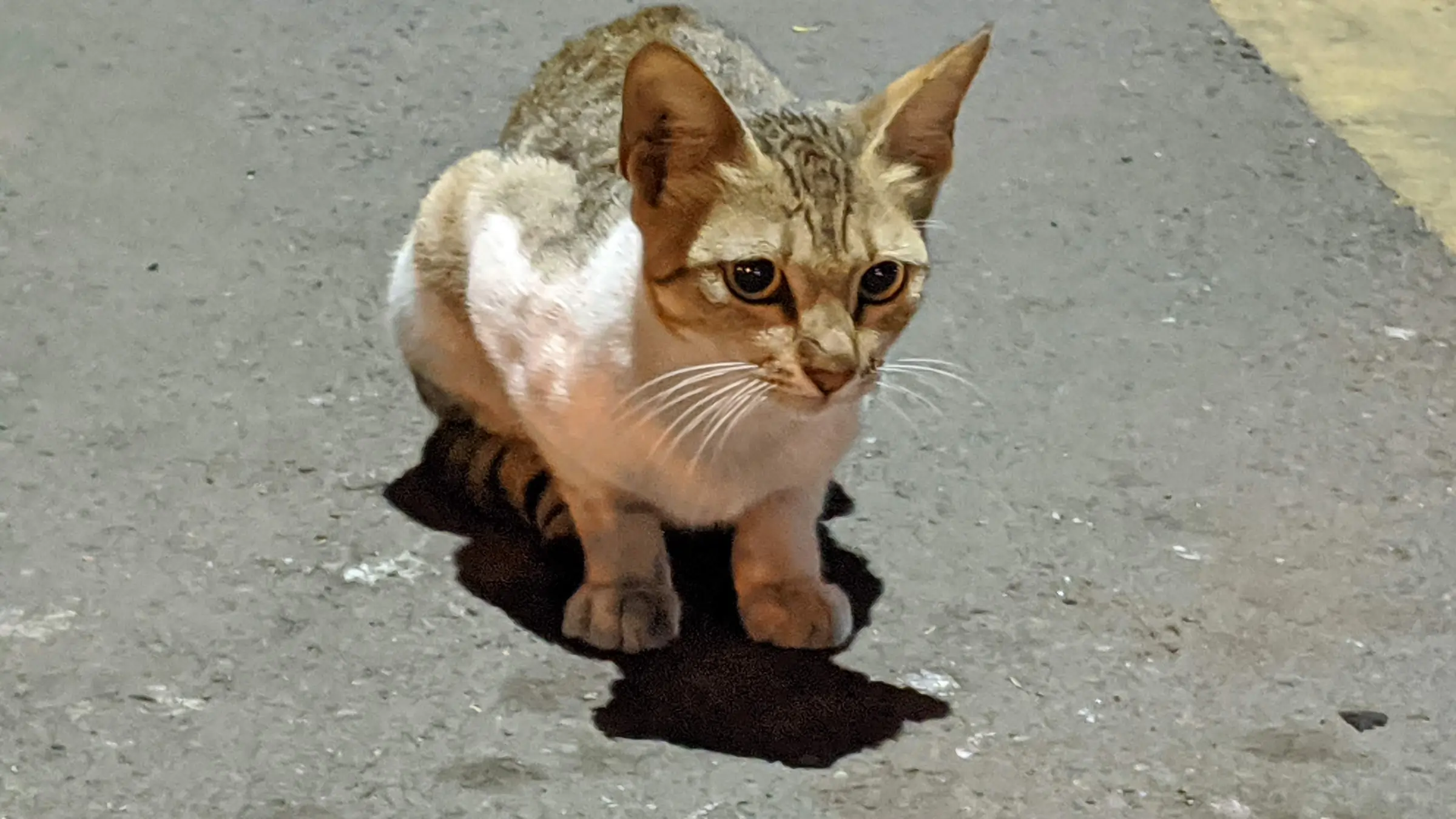 Cute furry cat sitting on the road