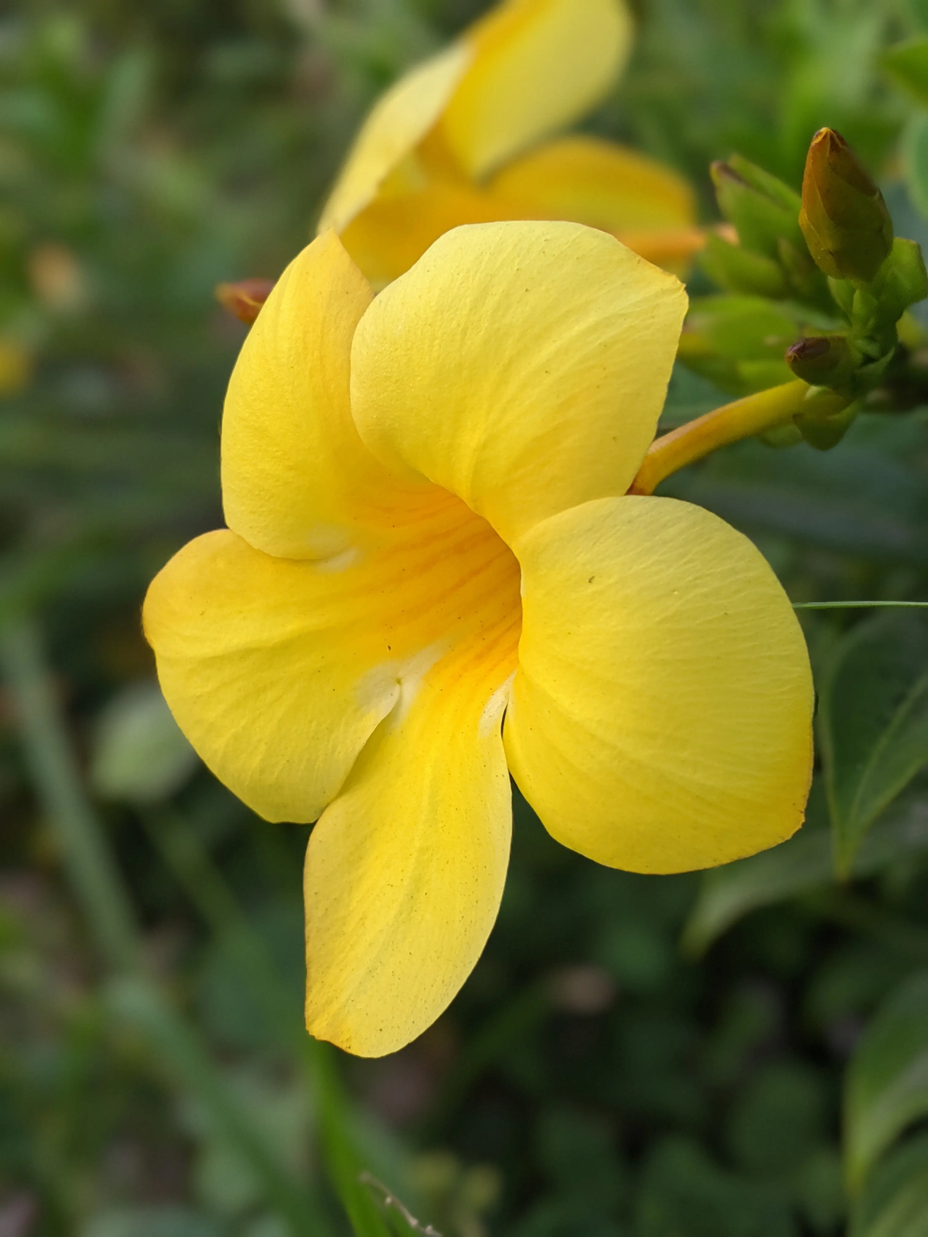 Bright yellow flower captured in detail