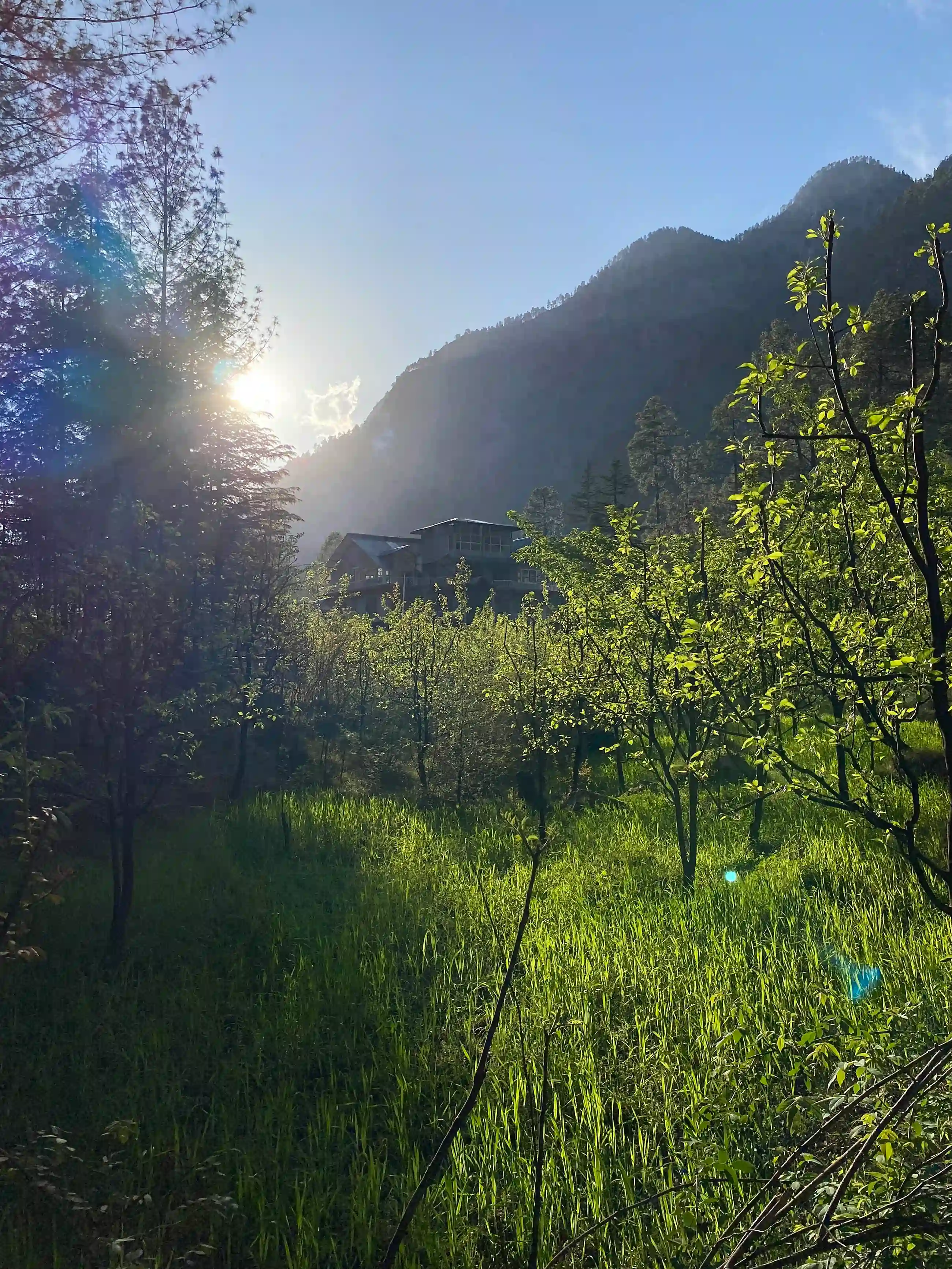 Sunrise over a lush green field